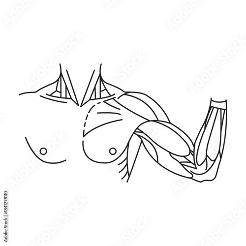 Human anatomy illustration detailed upper body muscles diagram Chest arm pectoral biceps triceps deltoid Fitness health