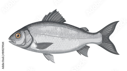 A detailed illustration of a fish with gray scales and fins isolated on white background