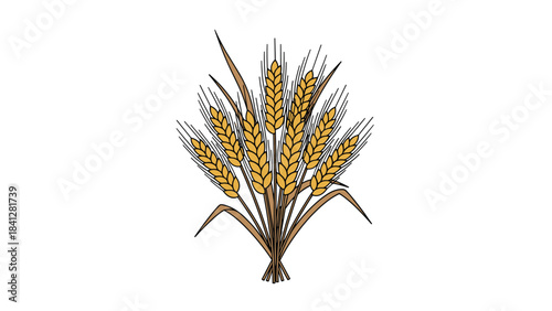 A bundle of golden wheat or barley ears isolated on white background with long thin stems and grains