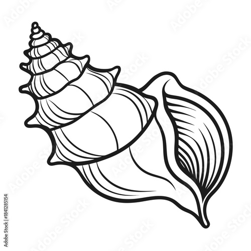 A black and white line drawing of a detailed spiral seashell with a pointed apex and flared outer lip.