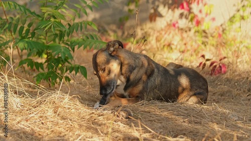A dog eats a rabbits foot