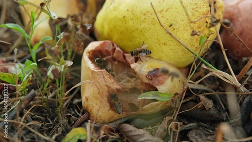 Bees are eating a pear lying on the floor under a tree