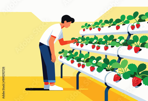 Man tends to rows of strawberries growing in a modern hydroponic farm