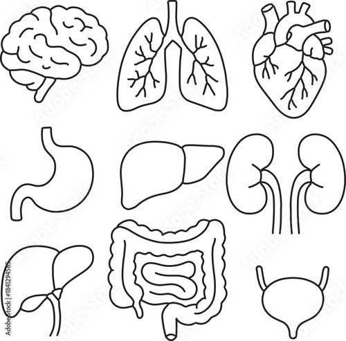  illustration of  different  organs of body in simple Linear style separately . Doodle outline vector illustration .