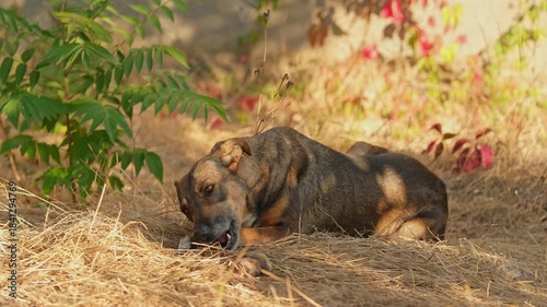 A dog eats a rabbits foot