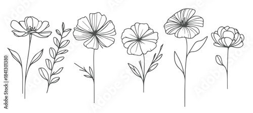 hand drawn botanical line art flowers collection