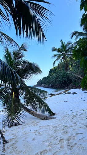 palm trees on the beach