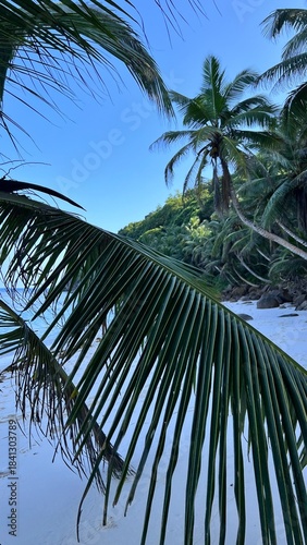 palm trees on the beach