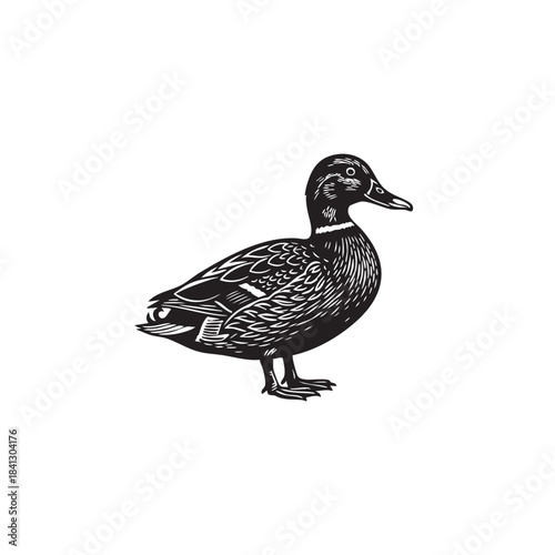 Duck silhouette vector illustration. Black mallard standing profile icon. Waterfowl bird logo symbol isolated on white background. Hunting or farm animal graphic design.