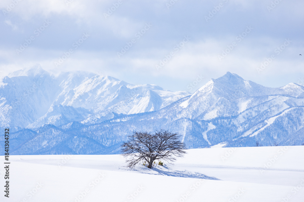 Obraz premium A Tree on the Hill