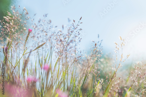 Close-up shot of small flowers on plant stem in meadow at sunny day