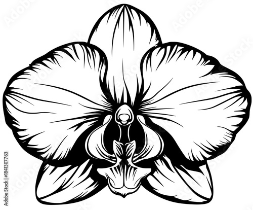 Elegant Black White Orchid Flower Icon | Clean, isolated vector art for creative projects.