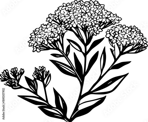 Ephemeral Elegance: Valerian Flower - Black White Edition | Clean, isolated vector art for creative projects.