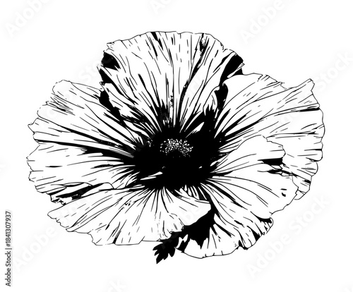 Whispers wild: delicate black white illustration vibrant purple flower full bloom. | Clean, isolated vector art for creative projects.
