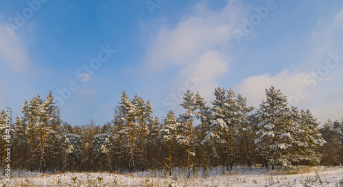 Wallpaper Mural fir tree forest glae in a snow under blue cloudy sky at the bright winter day Torontodigital.ca