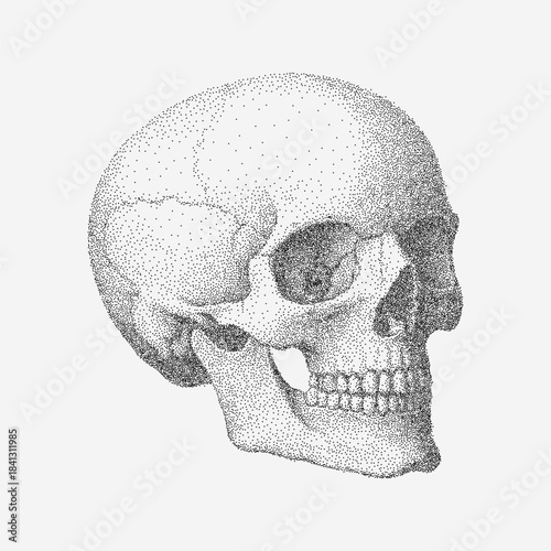 Skull anatomy drawing with grainy threshold lines, stippled dust, faded scratches and stains scattered across rough vintage paper with textured imperfections.