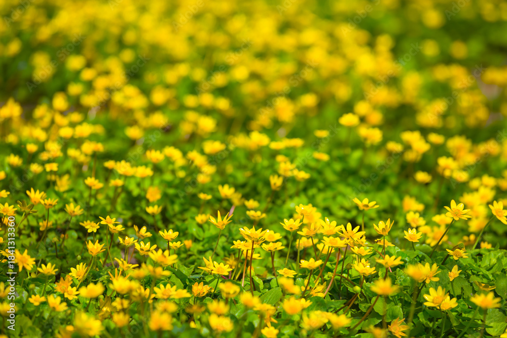Obraz premium closeup heap of yellow wild flowers in green grass