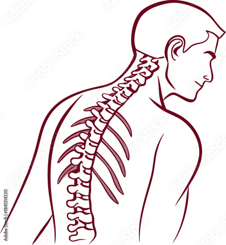 Simple outline of a human spine medical and anatomical illustration