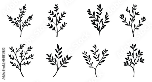 thyme herb silhouette clipart set