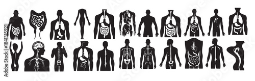 human organ collection silhouette internal isolated organs