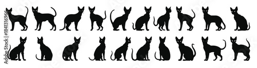 cornish rex cat silhouette clipart bundle