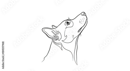 White outline of a dog head howling on black background