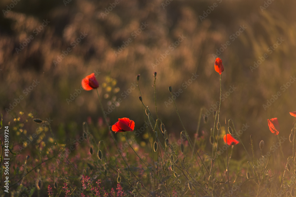 Fototapeta premium poppy field in summer
