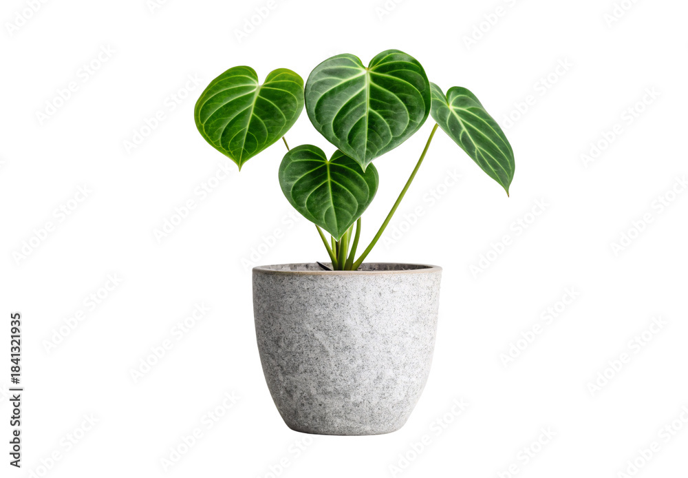 Fototapeta premium Green philodendron plant in gray concrete pot, isolated on a transparent background