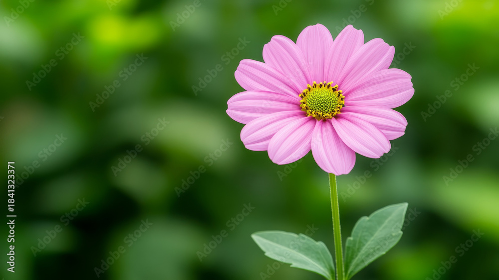 Obraz premium Pink daisy flower with green leaf and blurred nature background, fresh and peaceful mood