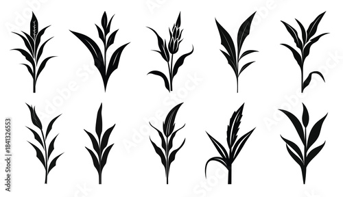 corn stalks vector silhouettes set barley grain 