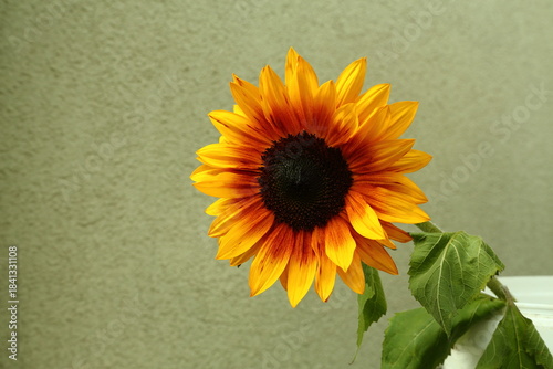 Bright orange sunflower head with vivid petals against plain background