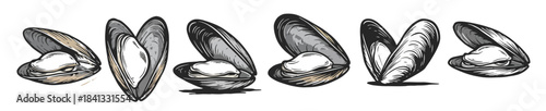 clam shells illustration in various opened positions