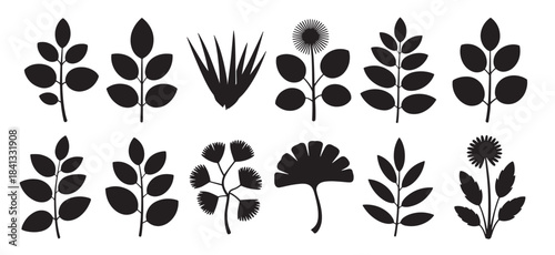 collection of botanical leaf 