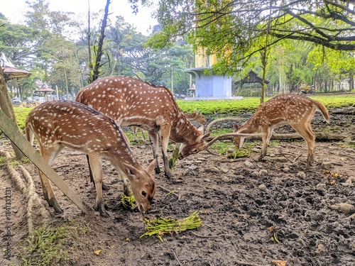 Plakat deer in the forest