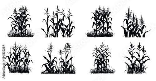 corn stalk silhouette bundle