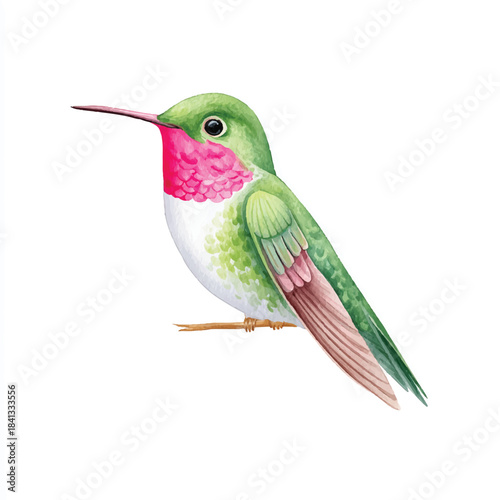 Vibrant Watercolor Hummingbird Perched Illustration