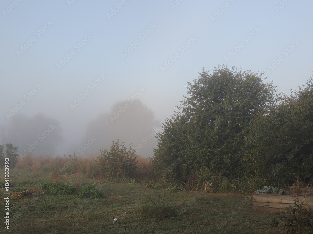 Obraz premium morning in the forest