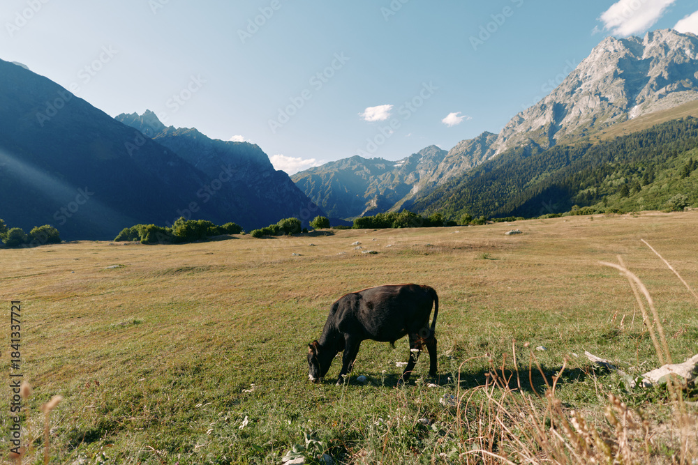Naklejka premium Cow grazing in a sunlit meadow valley with alpine mountains in the background, pastoral pasture landscape and green grass. Lone cattle feeding under clear blue sky, peaceful nature.