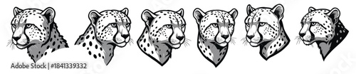 cheetah head illustrations showing various angles