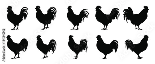 chicken silhouette black clipart set hen silhouettes bundle