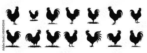 Collection of black rooster silhouettes on white background vector