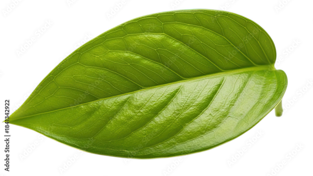 Obraz premium A vibrant green leaf with prominent veins, showcasing the intricate beauty of nature Isolated on a transparent background.