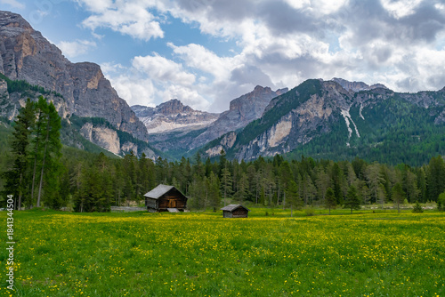 Hiking path near Armentarola, Italian Dolomites, in spring with dandelions
