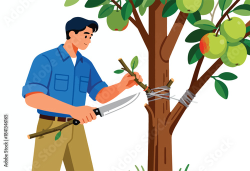 Man grafts a branch onto an apple tree with a knife