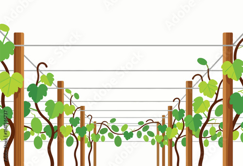 Green vines with leaves grow on wooden posts and wires