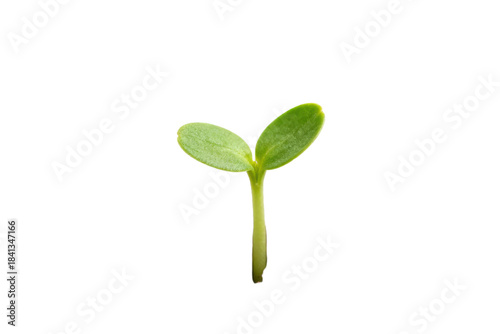 Young green plant sprout showing new life and growth