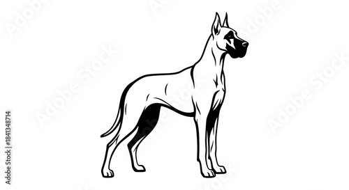 Elegant great dane dog silhouette illustration isolated on white
