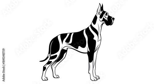 Elegant great dane dog silhouette in striking black and white illustration