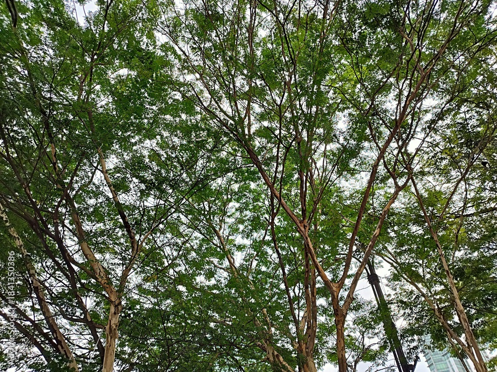 Fototapeta premium Twigs of leaves of a type of ornamental tree that is widely planted as a greening decoration for cities, cities in parks