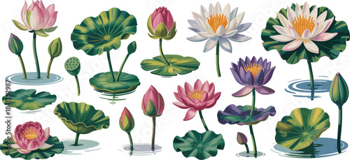 Collection of colorful water lilies and lotus flowers with leaves water lily bloom